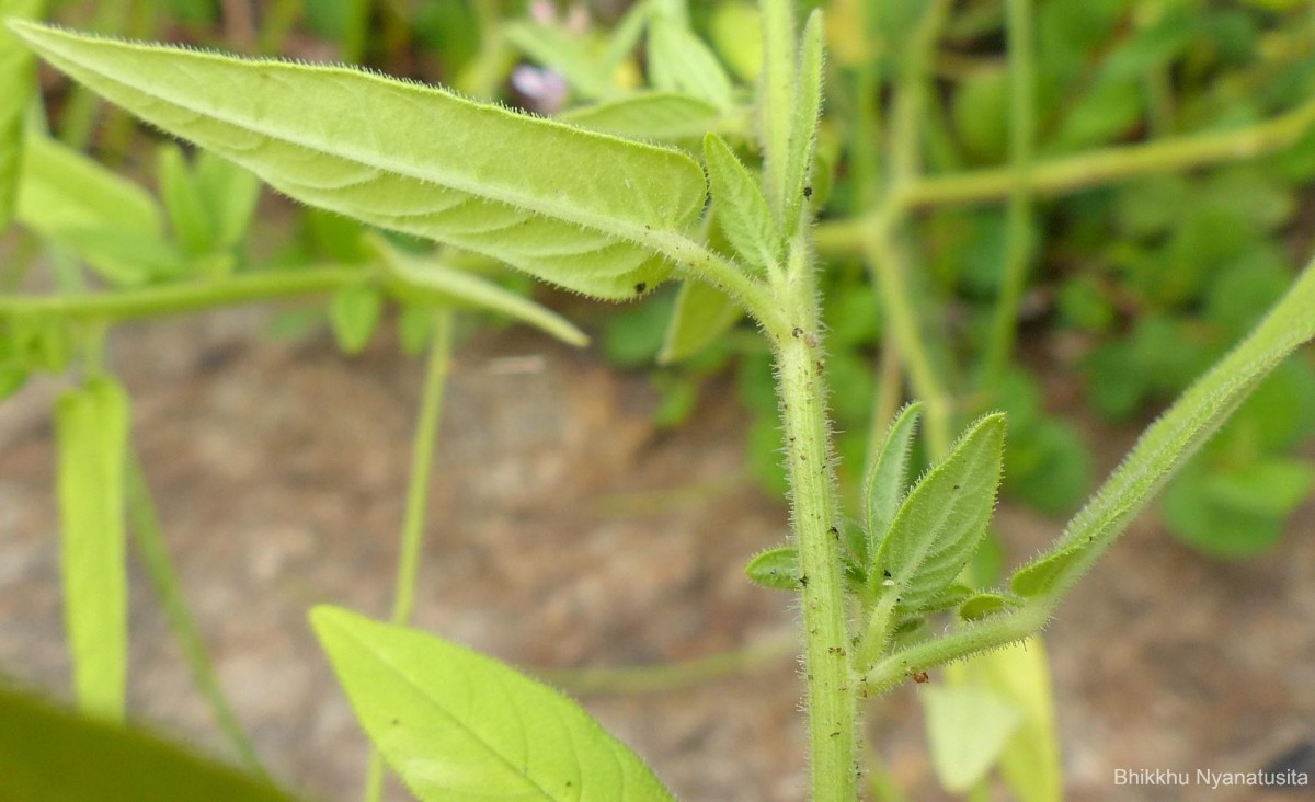 Cleome monophylla L.